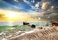 Personalised Image - Seagulls on the Beach image