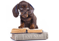 Personalised Image - Clever Dachshund image