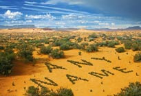 Personalised Calendar image - Desert Bushes