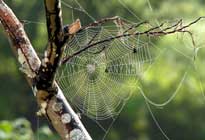 Name in Spider Web image